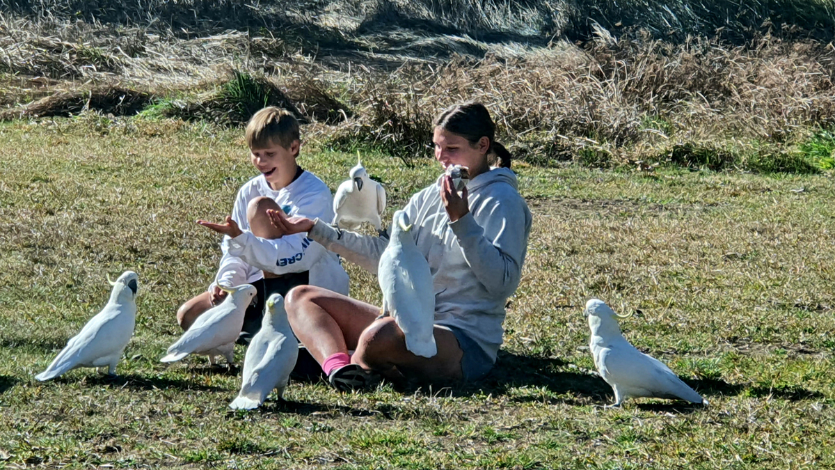 дети с попугаями в Голубых Горах