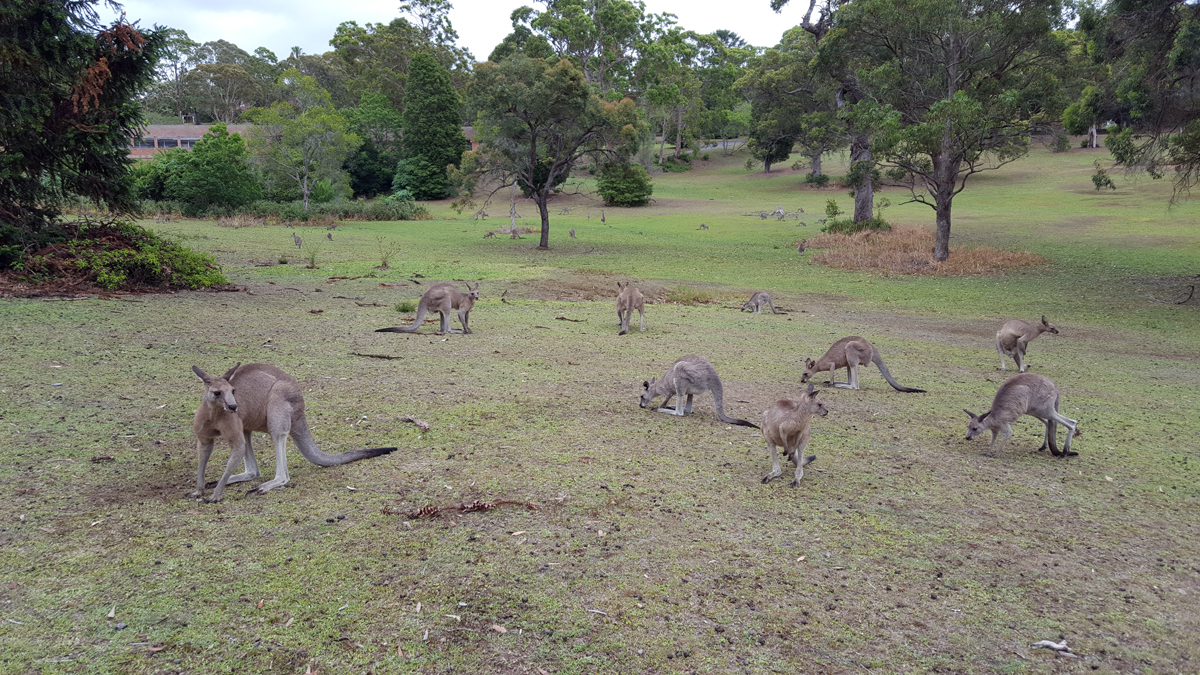 Northern Sydney Private Tour