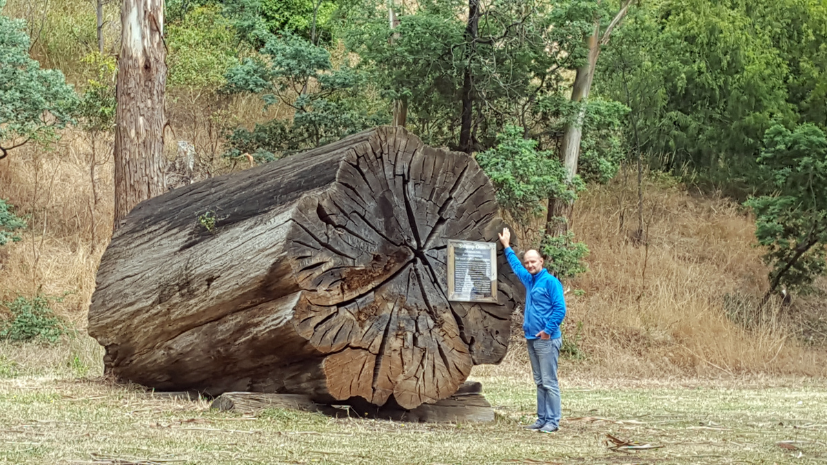 День 8 — Гигантские эвкалипты в Mount Field