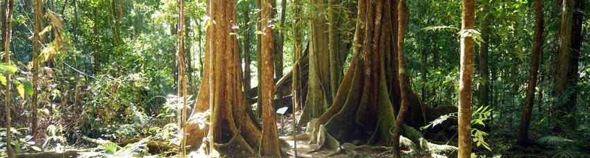 Wet Tropics и крокодилы Hartley's